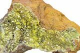 Lustrous Yellow Pyromorphite Crystal Cluster - DR Congo #322648-1